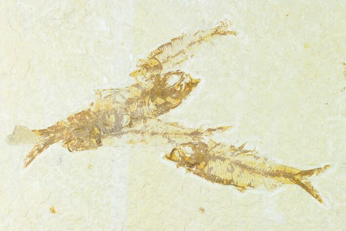 Four Fossil Fish (Knightia) - Wyoming #148554
